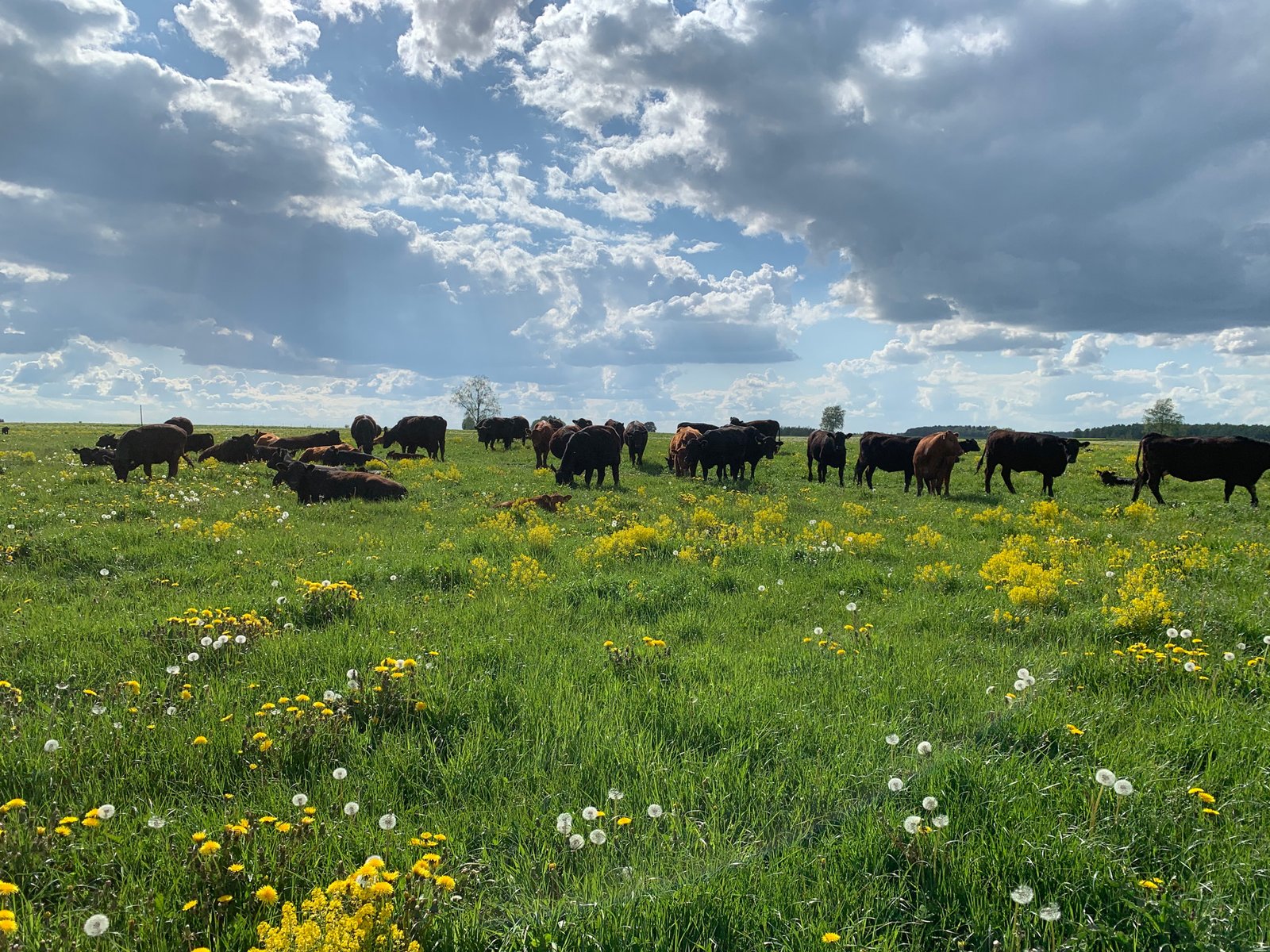 Aberdeen angus laukuose