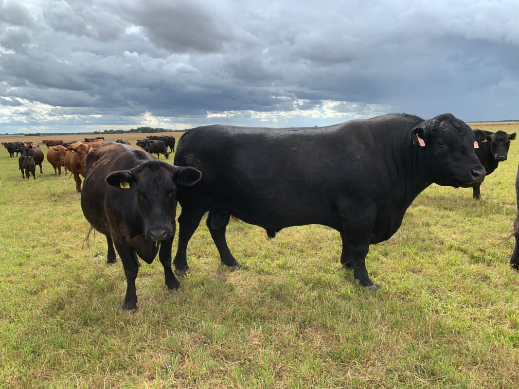 Aberdyn Angus laukuose